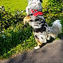 dog, merle_coat, harness, standing, hedge, grass, field, cows, sunlight, outdoor, nature, greenery, trees, path, tail, fur, pet, animal, daytime, rural