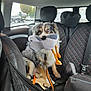 dog, australian_shepherd, plush_toy, car_interior, backseat, seat_cover, leash, pet, animal, window, car_seat, seatbelt, toy, furry, sitting, indoor, vehicle, cute, pet_toy, leather_seat