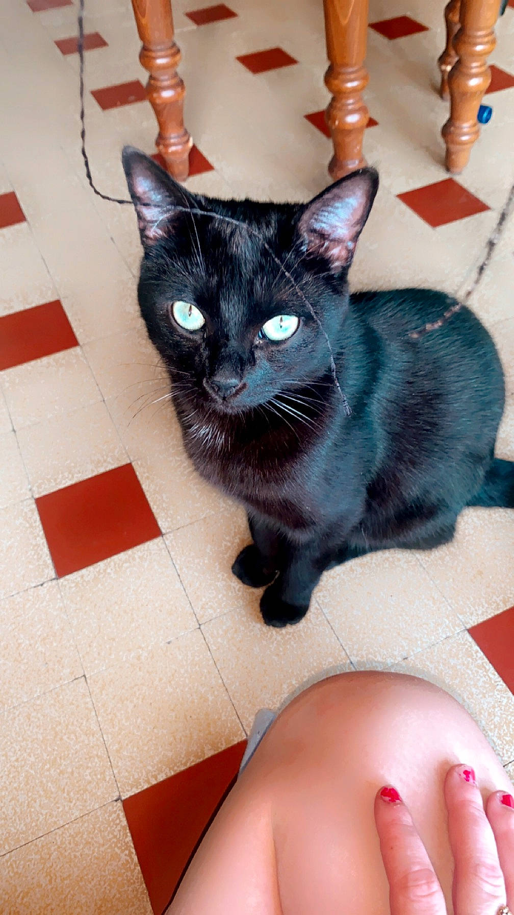 Niglo participe au concours pour gagner de l'argent avec cette photo : black, black_cat, bombay, carnivore, cat, domestic_short_haired_cat, felidae, flooring, foot, fur, human_leg, iris, mammal, nail, small_to_medium_sized_cats, snout, tail, thigh, whiskers, white