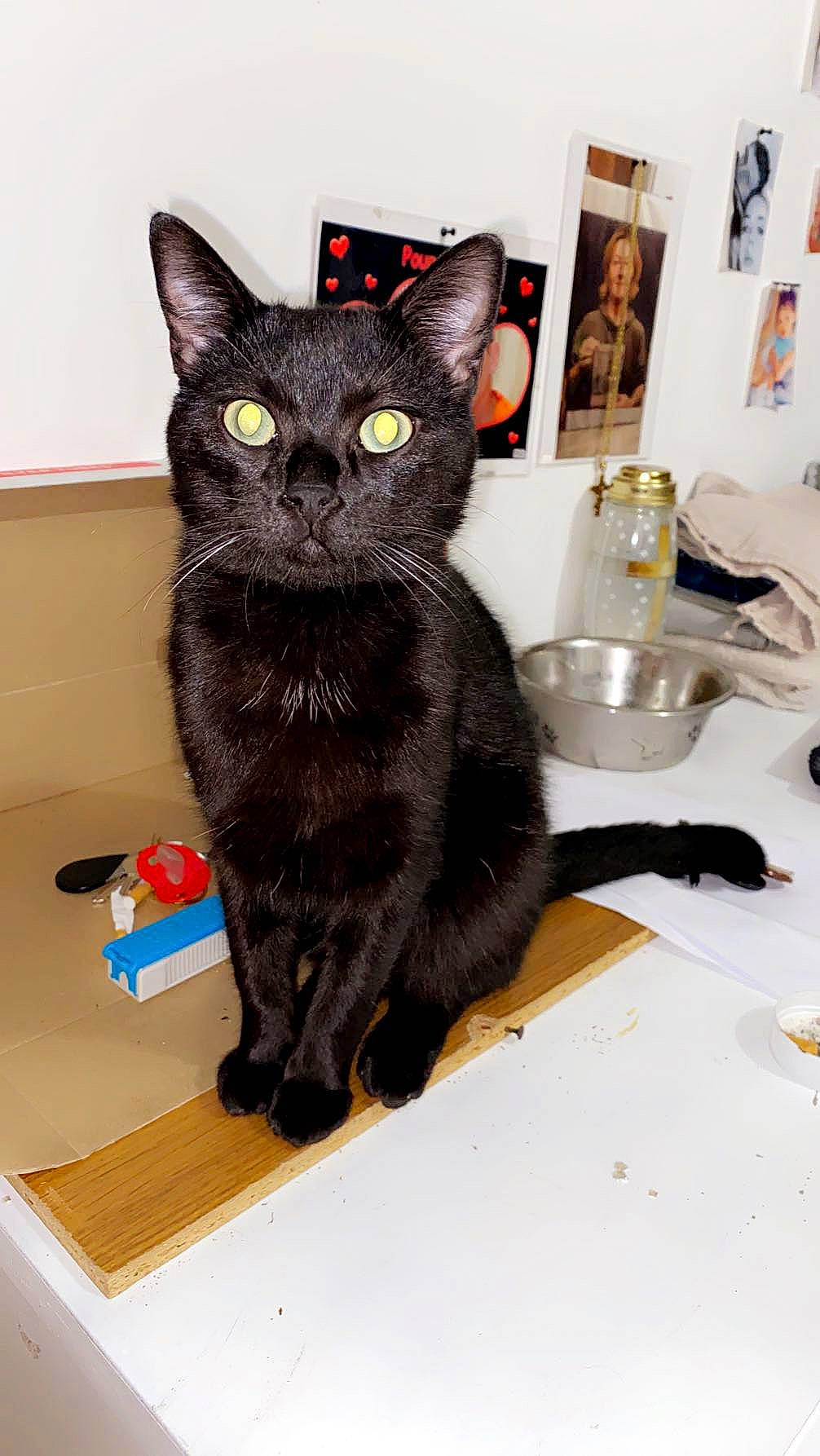 Niglo a rejoint le concours — aidez-le/la à gagner de superbes lots ! black_cat, bombay, carnivore, cat, domestic_short_haired_cat, felidae, fur, havana_brown, paw, picture_frame, room, small_to_medium_sized_cats, snout, tail, tap, whiskers