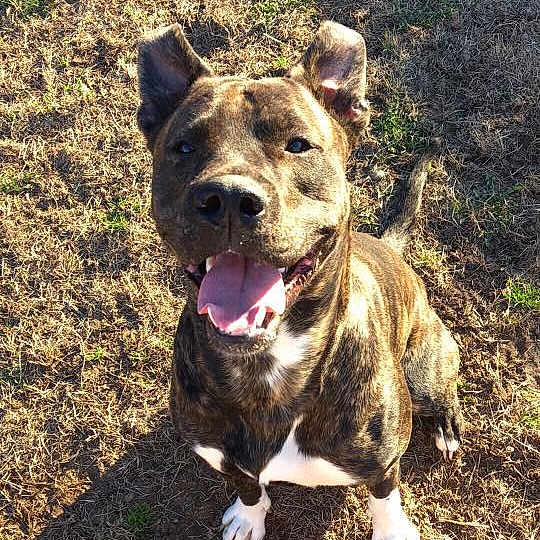 Ml joined the competition — help win amazing prizes! american_pit_bull_terrier, american_staffordshire_terrier, carnivoran, dog, dog_breed, dog_breed_group, dog_like_mammal, grass, snout