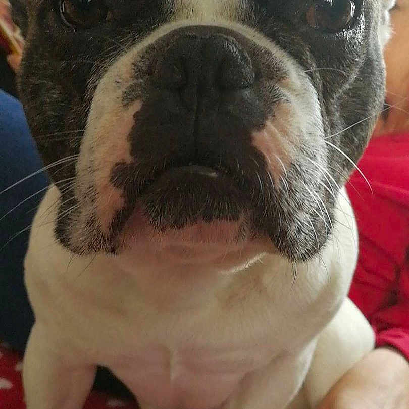 Yoda