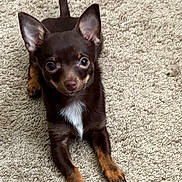 Saban joined the competition — help win amazing prizes! dog, puppy, brown_dog, tan_paws, white_chest, carpet, indoor, pet, cute, small_dog, ears_up, looking_up, animal, canine, fur, paw, laying_down, alert, young_dog, domestic_animal