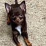dog, puppy, brown_dog, tan_paws, white_chest, carpet, indoor, pet, cute, small_dog, ears_up, looking_up, animal, canine, fur, paw, laying_down, alert, young_dog, domestic_animal
