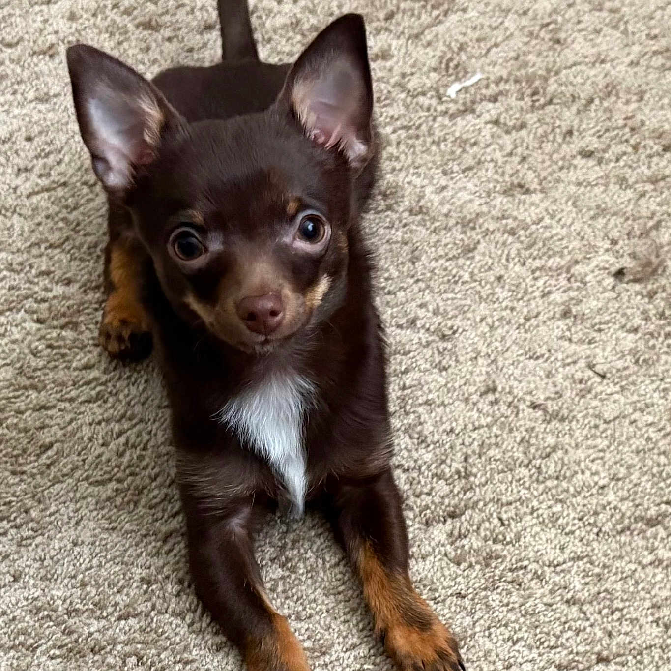 Saban joined the competition — help win amazing prizes! alert, animal, brown_dog, canine, carpet, cute, dog, domestic_animal, ears_up, fur, indoor, laying_down, looking_up, paw, pet, puppy, small_dog, tan_paws, white_chest, young_dog