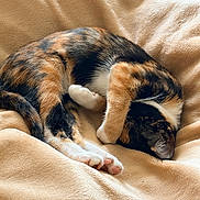 Athena joined the competition — help win amazing prizes! cat, calico, sleeping, paw, blanket, cozy, fur, animal, pet, resting, cute, indoor, soft, relaxation, whiskers, claws, feline, mammal, comfort, nap