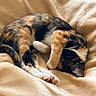 cat, calico, sleeping, paw, blanket, cozy, fur, animal, pet, resting, cute, indoor, soft, relaxation, whiskers, claws, feline, mammal, comfort, nap
