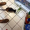 Athena joined the competition — help win amazing prizes! cat, calico_cat, floor, tile_floor, leafy_greens, spill, kitchen, refrigerator, open_fridge, condiments, foot, barefoot, shoes, brown_shoes, pants, food, pet, curious, indoor, home
