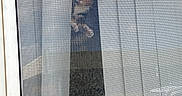 Athena is registered to the contest to win money with this photo: cat, curtains, window, mesh_screen, indoor, pet, animal, white, vertical_blinds, peeking, feline, curious, home, light, shadow, background, quiet, still, daylight, domestic
