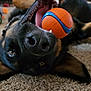 dog, playful, ball, carpet, indoor, close_up, pet, canine, mouth, nose, ears, fur, toy, happy, animal, chewing, lying_down, brown, black, cute