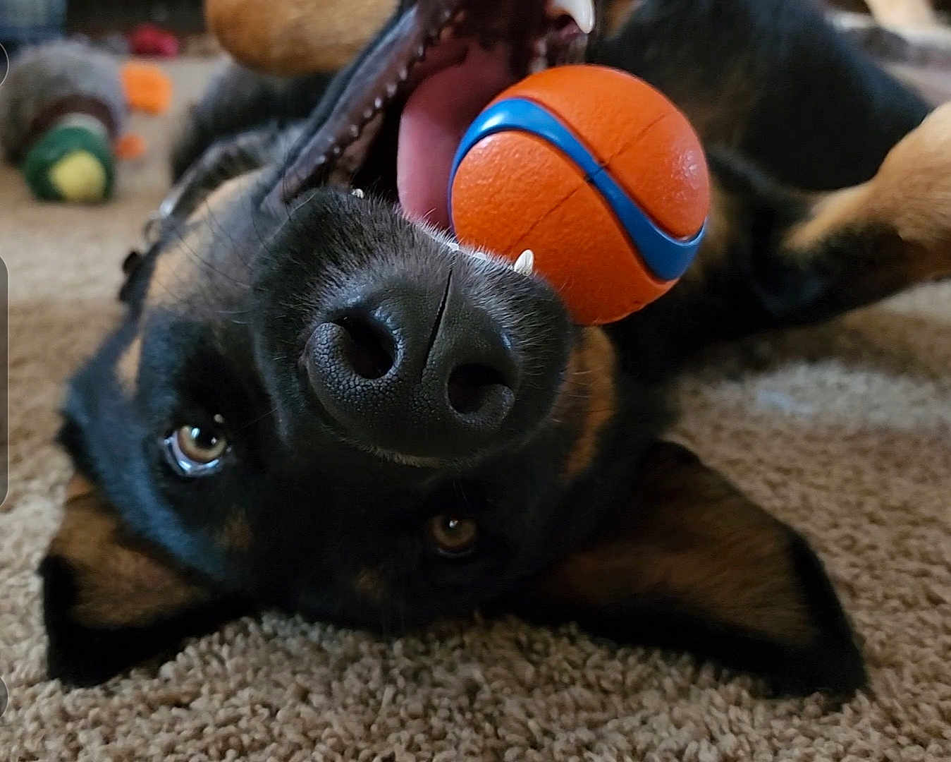 Camden joined the competition — help win amazing prizes! dog, playful, ball, carpet, indoor, close_up, pet, canine, mouth, nose, ears, fur, toy, happy, animal, chewing, lying_down, brown, black, cute