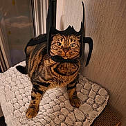 Mamounette a rejoint le concours — aidez-le/la à gagner de superbes lots ! cat, tabby, mask, costume, pet, indoor, feline, brown, black_stripes, cushion, texture, fur, whiskers, eyes, face, paws, resting, cute, funny, posing