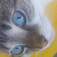 Bianco participe au concours pour gagner de l'argent avec cette photo : cat, close_up, blue_eyes, animal, pet, feline, whiskers, nose, fur, portrait, curious, yellow_background, cute, domestic_animal, face, muzzle, soft, indoor, eye_focus, macro