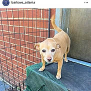 Lexie is registered to the contest to win money with this photo: dog, small_dog, tan_dog, pet, animal, outdoor, brick_wall, metal_door, platform, green_fabric, tail, ears, curious, alert, standing, paw, canine, fence, daylight, closeup