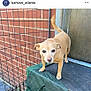 dog, small_dog, tan_dog, pet, animal, outdoor, brick_wall, metal_door, platform, green_fabric, tail, ears, curious, alert, standing, paw, canine, fence, daylight, closeup
