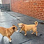 dog, dogs, outdoor, brick_wall, rubber_flooring, pet_resort, curious, small_dog, canine, pavement, animal, playful, two_dogs, leash_free, daylight, fence, friendly, tail_up, ears_up, companions