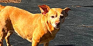 Lexie joined the competition — help win amazing prizes! dog, tan_dog, outdoor, sunlight, ears_up, tail, curious_expression, pine_needles, hose, shadow, standing, pet, animal, canine, nature, daylight, ground, short_hair, small_dog, alert