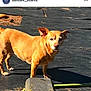 dog, tan_dog, outdoor, sunlight, ears_up, tail, curious_expression, pine_needles, hose, shadow, standing, pet, animal, canine, nature, daylight, ground, short_hair, small_dog, alert