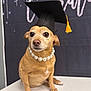dog, small_dog, graduation_cap, pearl_necklace, table, brown_dog, celebration, indoor, portrait, pet, costume, accessory, cute, animal, face, ears, fur, sitting, looking, background