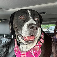 Gemma is registered to the contest to win money with this photo: dog, black_and_white, pink_harness, car_interior, seat, window, person, glasses, happy, smiling, pet, animal, road, vehicle, seatbelt, leash, head, close_up, indoor, daytime