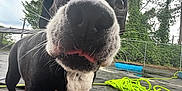 Gemma is registered to the contest to win money with this photo: dog, black, white, nose, tongue, outdoor, trees, fence, hose, wet_ground, playful, curious, pet, animal, close_up, sniffing, pavement, daylight, nature, canine