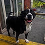 Gemma is registered to the contest to win money with this photo: dog, black_and_white, smiling, outdoor, curb, yellow, pavement, brick_wall, garden_hose, red_wagon, greenery, happy, pet, canine, playful, animal, daylight, tail, fur, domestic_animal