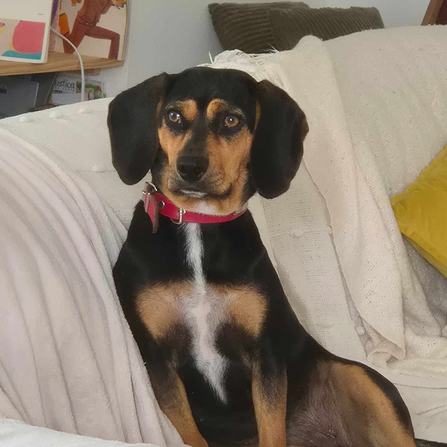 Apple a rejoint le concours — aidez-le/la à gagner de superbes lots ! dog, pet, canine, portrait, sitting, couch, sofa, blanket, pillow, living_room, indoors, collar, pink_collar, black_and_tan, white_chest, floppy_ears, brown_eyes, looking_at_camera, home, cozy