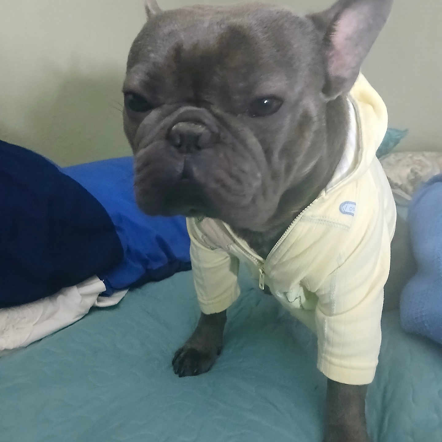 Gocchi joined the competition — help win amazing prizes! animal, bed, bedding, blue, canine, clothing, cute, dog, ears, expression, french_bulldog, fur, hoodie, indoor, paw, pet, portrait, snout, standing, yellow