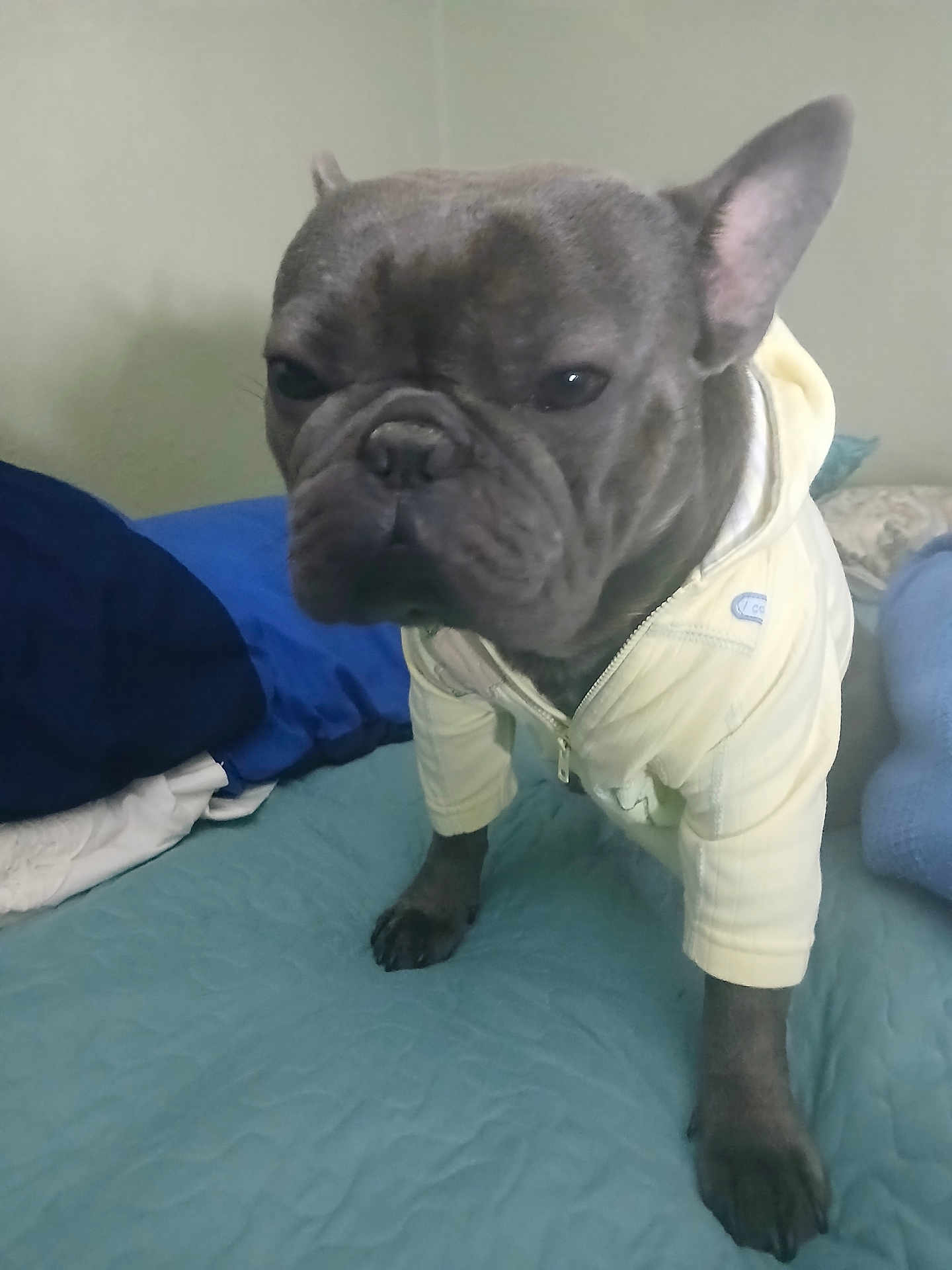 Gocchi joined the competition — help win amazing prizes! dog, french_bulldog, pet, animal, hoodie, clothing, bed, bedding, blue, yellow, indoor, portrait, cute, standing, fur, ears, snout, paw, canine, expression