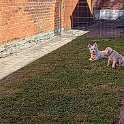 Roscoe joined the competition — help win amazing prizes! dog, dogs, grass, yard, backyard, pet, animal, playing, ball, fence, brick_wall, sunlight, shadow, outdoor, canine, two_dogs, resting, collar, small_dog, nature