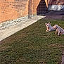 dog, dogs, grass, yard, backyard, pet, animal, playing, ball, fence, brick_wall, sunlight, shadow, outdoor, canine, two_dogs, resting, collar, small_dog, nature