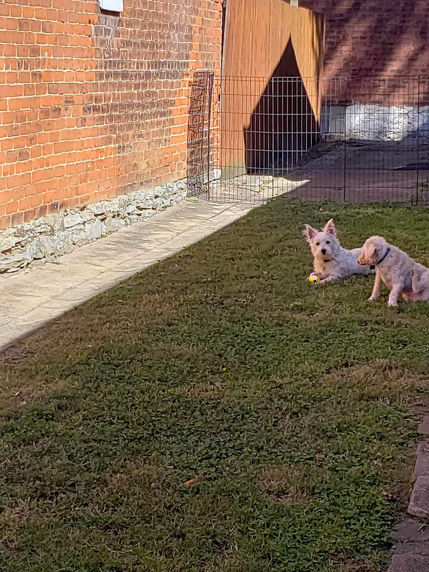 Roscoe joined the competition — help win amazing prizes! dog, dogs, grass, yard, backyard, pet, animal, playing, ball, fence, brick_wall, sunlight, shadow, outdoor, canine, two_dogs, resting, collar, small_dog, nature