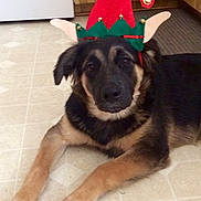 Onyx is registered to the contest to win money with this photo: dog, pet, indoor, elf_hat, floor, tiled_floor, black_and_tan, animal, canine, holiday, costume, cute, laying_down, fur, ears, eyes, nose, mouth, cabinet, kitchen