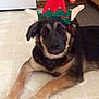 dog, pet, indoor, elf_hat, floor, tiled_floor, black_and_tan, animal, canine, holiday, costume, cute, laying_down, fur, ears, eyes, nose, mouth, cabinet, kitchen