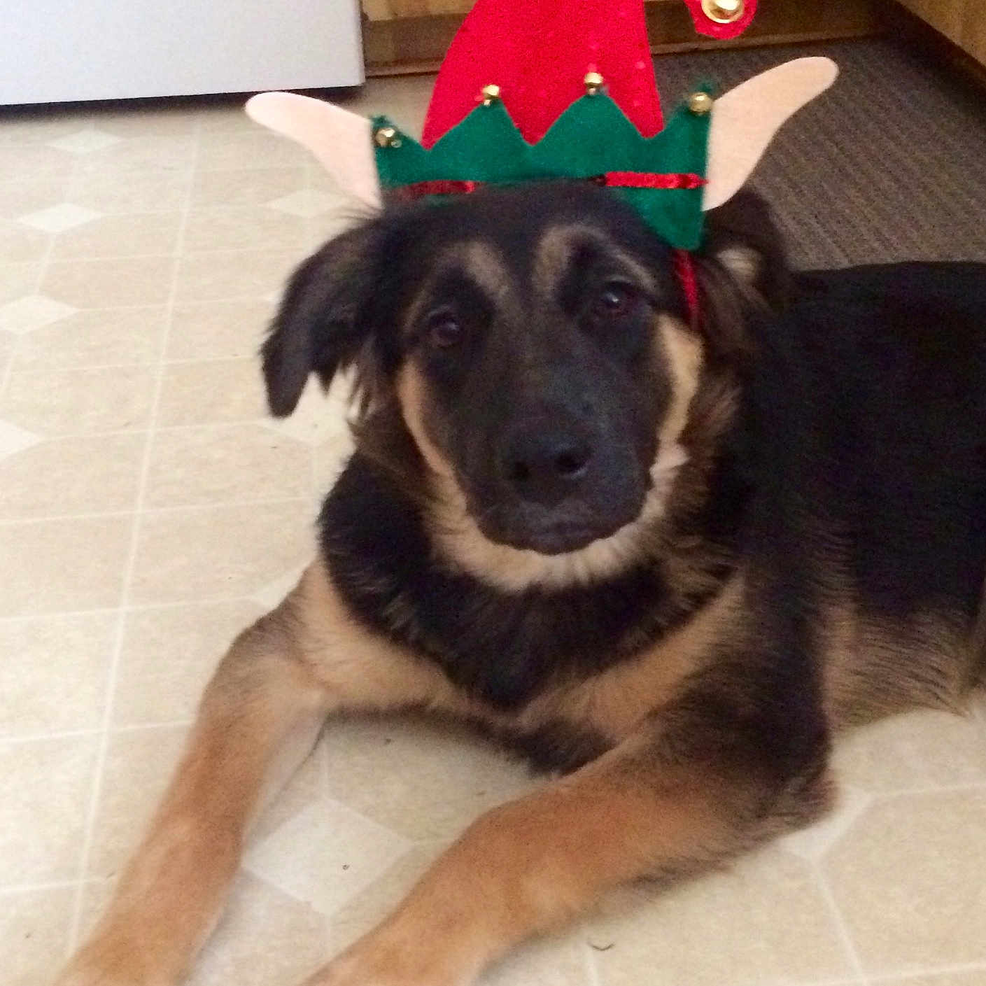 Onyx is registered to the contest to win money with this photo: animal, black_and_tan, cabinet, canine, costume, cute, dog, ears, elf_hat, eyes, floor, fur, holiday, indoor, kitchen, laying_down, mouth, nose, pet, tiled_floor