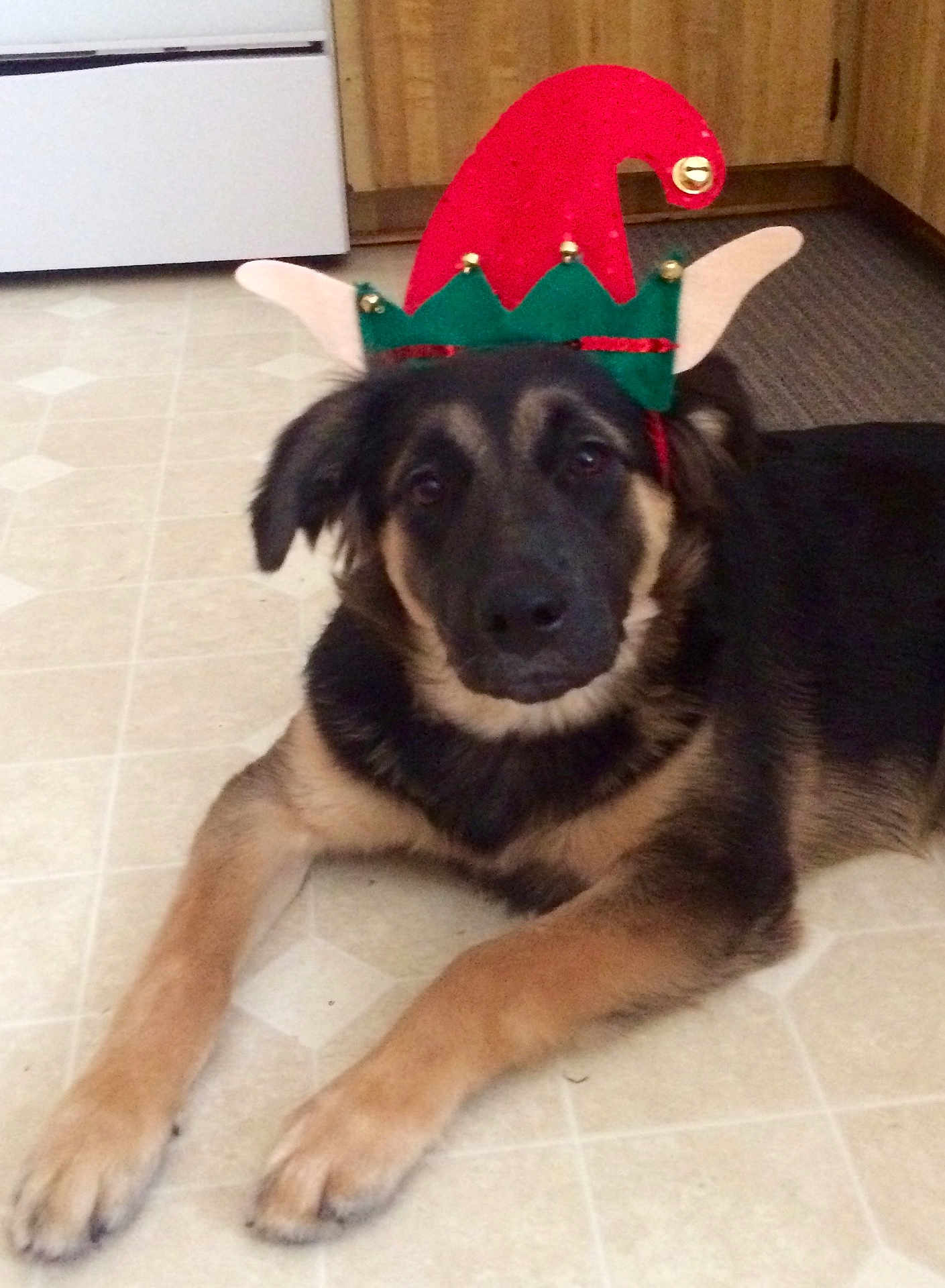 Onyx is registered to the contest to win money with this photo: dog, pet, indoor, elf_hat, floor, tiled_floor, black_and_tan, animal, canine, holiday, costume, cute, laying_down, fur, ears, eyes, nose, mouth, cabinet, kitchen