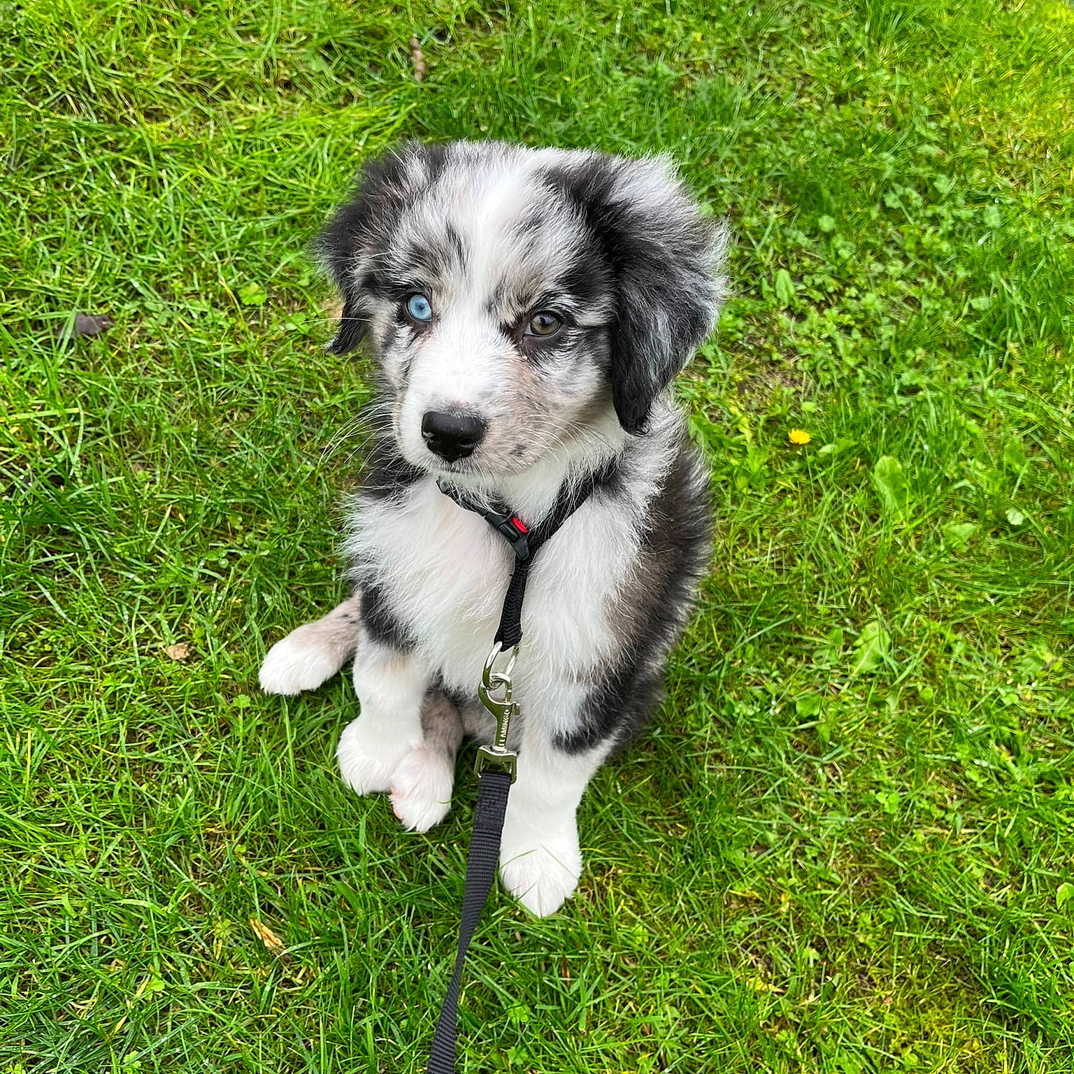 Toga a rejoint le concours — aidez-le/la à gagner de superbes lots ! ancient_dog_breeds, australian_shepherd, canidae, carnivore, companion_dog, dog, dog_breed, grass, groundcover, herding_dog, miniature_australian_shepherd, plant, snout, sporting_group, tail, terrestrial_animal, toy_dog, working_animal, working_dog