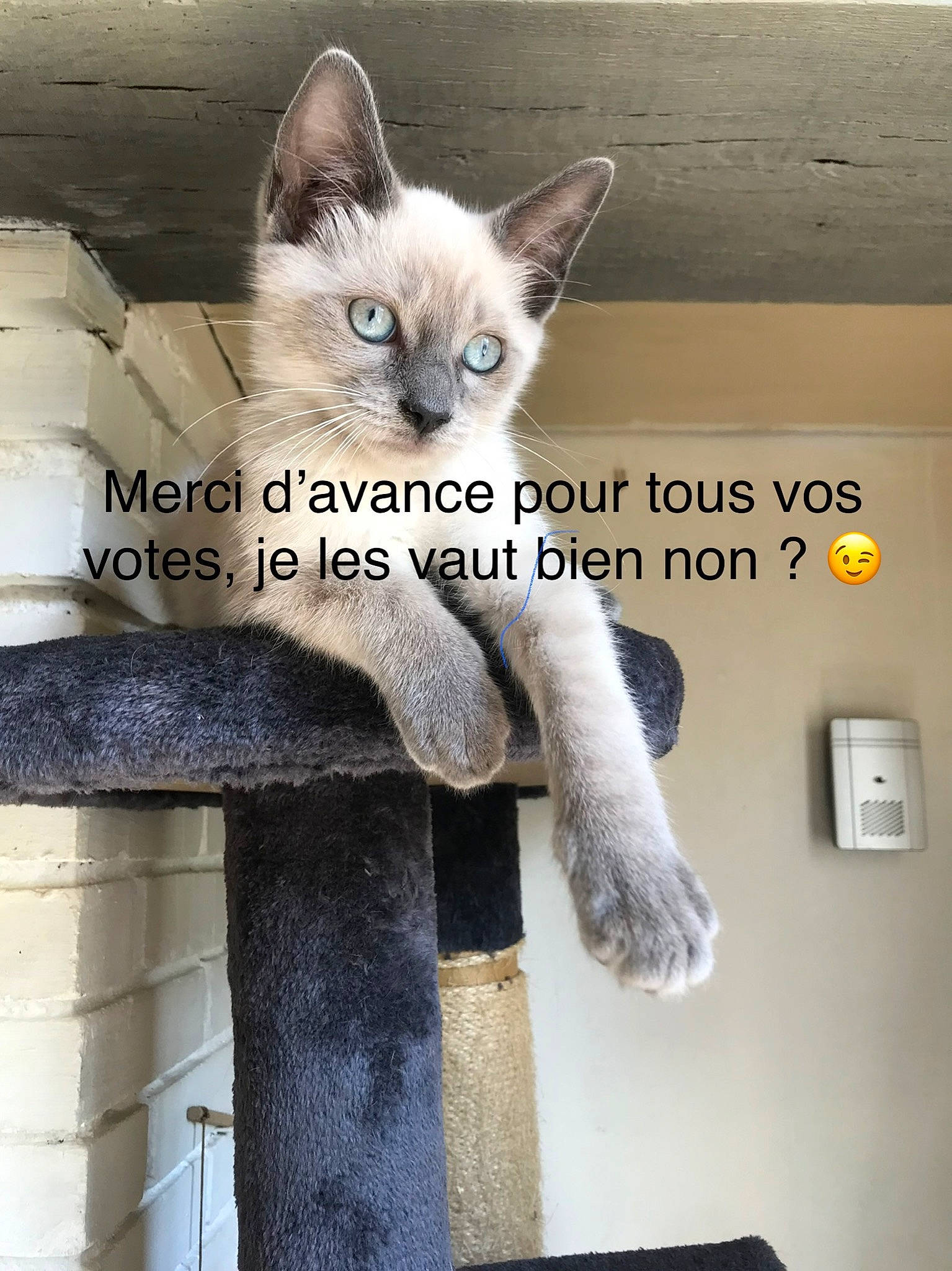 Riri participe au concours pour gagner de l'argent avec cette photo : balinese, carnivore, cat, cat_furniture, cat_supply, domestic_short_haired_cat, fawn, felidae, font, fur, pet_supply, photo_caption, picture_frame, shelf, siamese, small_to_medium_sized_cats, snout, tail, thai, whiskers