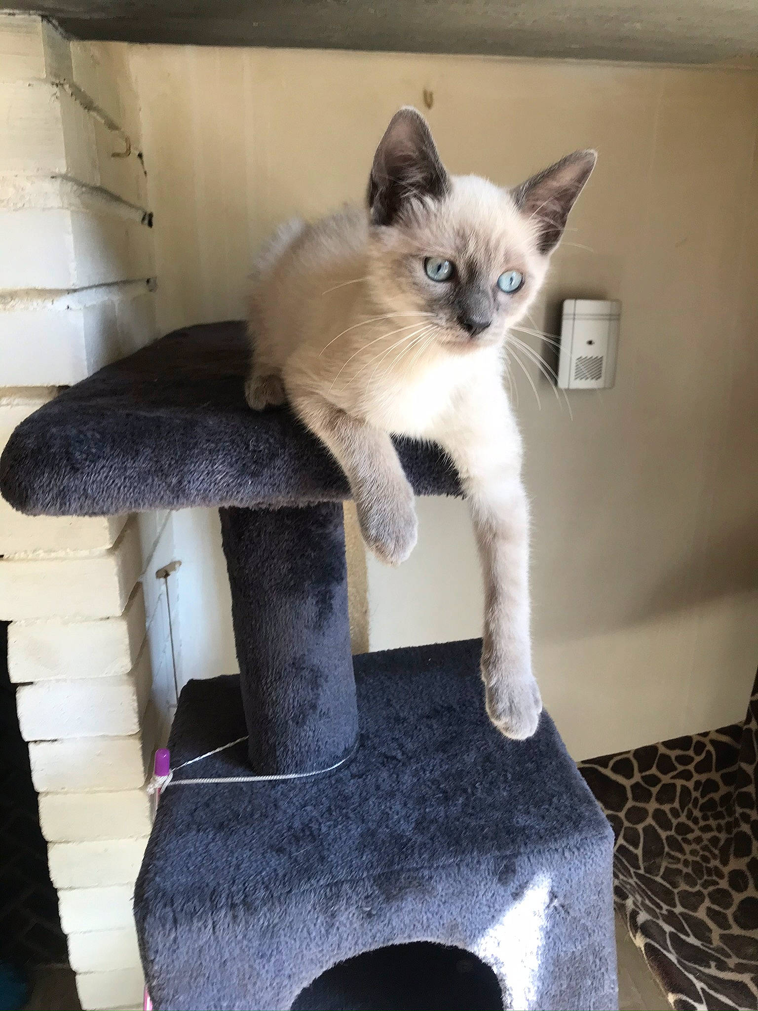 Riri a rejoint le concours — aidez-le/la à gagner de superbes lots ! balinese, birman, carnivore, cat, cat_furniture, cat_supply, chair, claw, domestic_short_haired_cat, fawn, felidae, fur, paw, pet_supply, siamese, small_to_medium_sized_cats, snout, tail, thai, whiskers