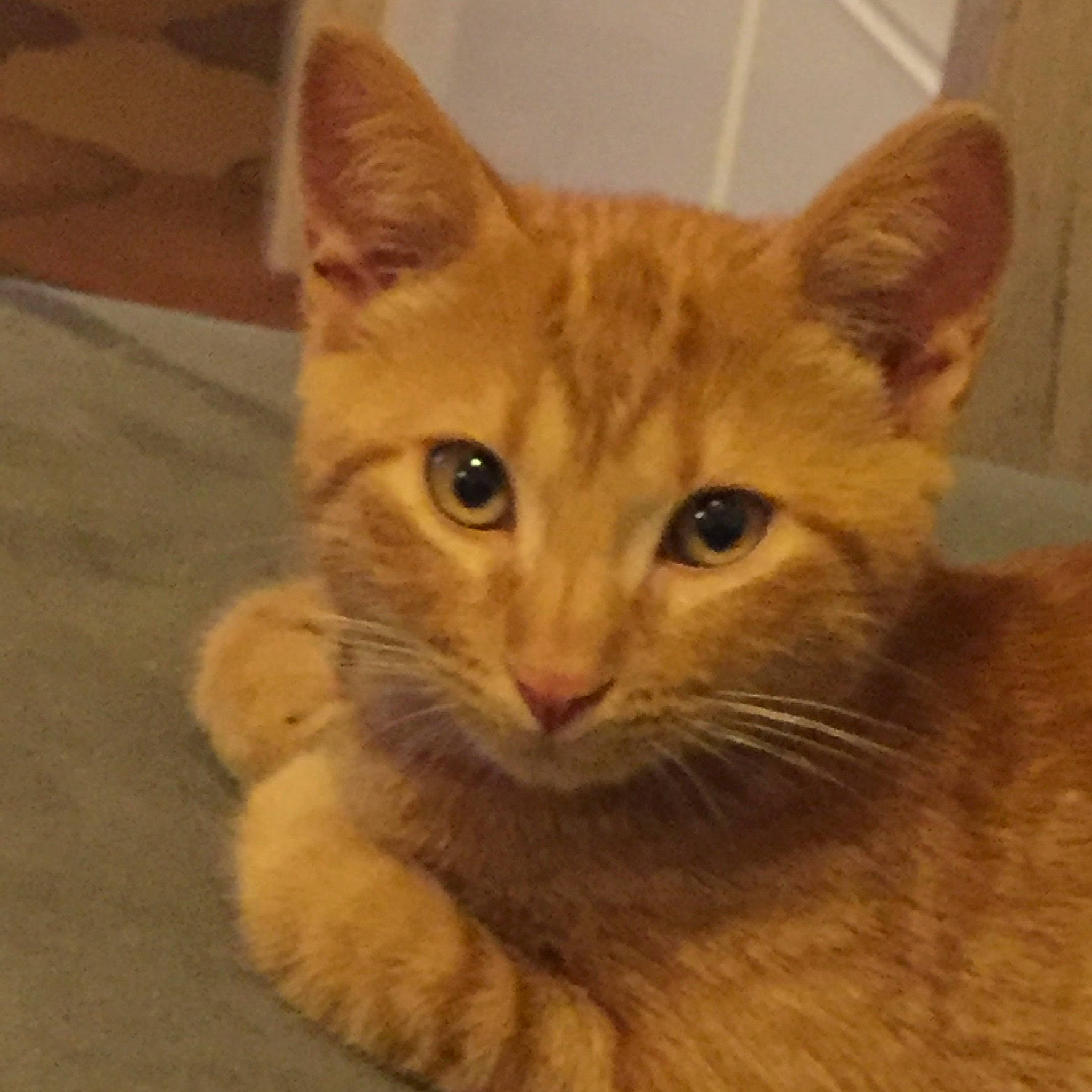 Loulou participe au concours pour gagner de l'argent avec cette photo : carnivore, cat, domestic_short_haired_cat, fawn, felidae, fur, paw, small_to_medium_sized_cats, snout, whiskers