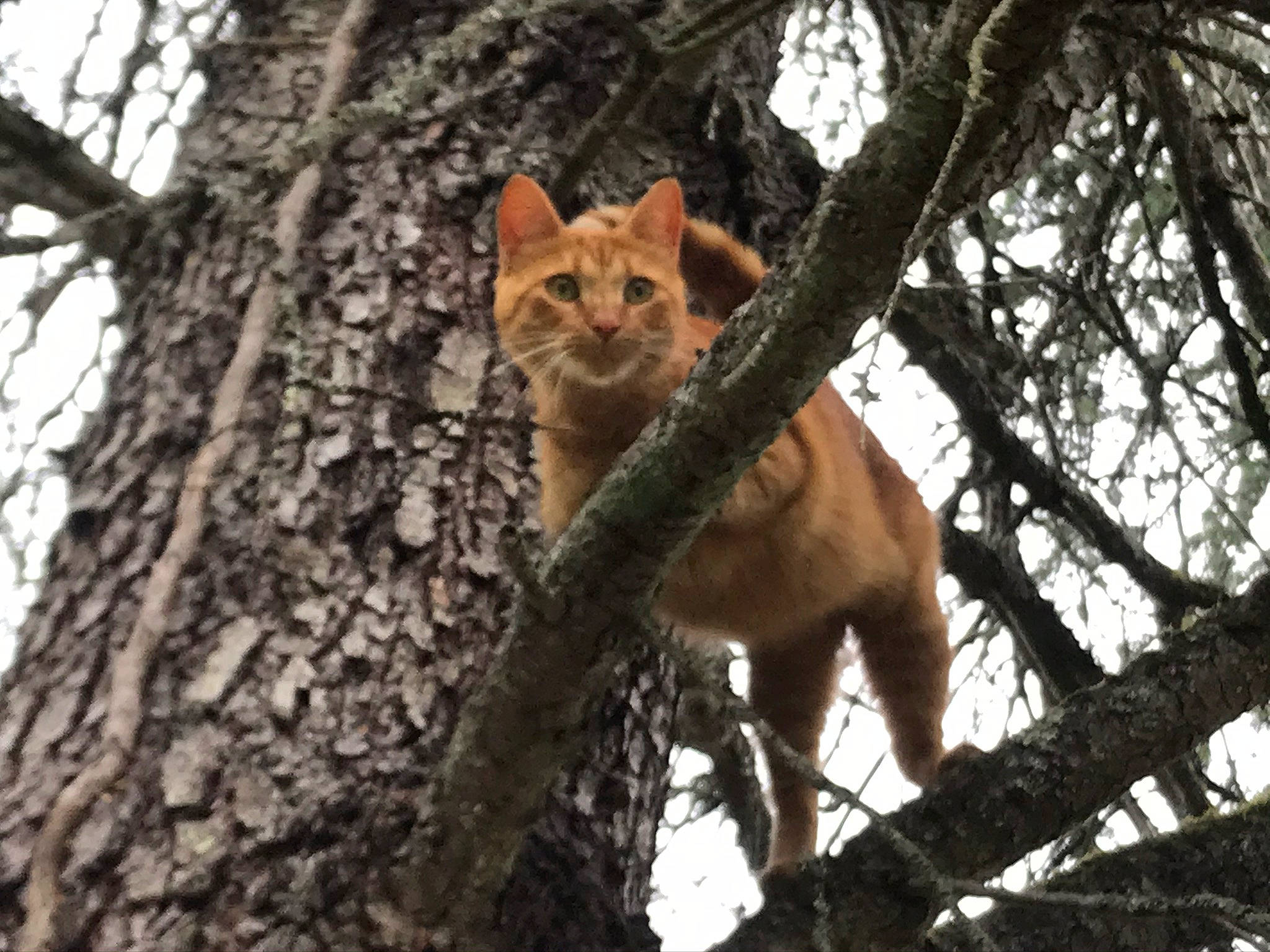 Loulou participe au concours pour gagner de l'argent avec cette photo : carnivore, cat, deciduous, fawn, felidae, forest, fur, plant, small_to_medium_sized_cats, snout, tail, temperate_broadleaf_and_mixed_forest, terrestrial_animal, tree, trunk, twig, whiskers, wildlife, wood, woodland