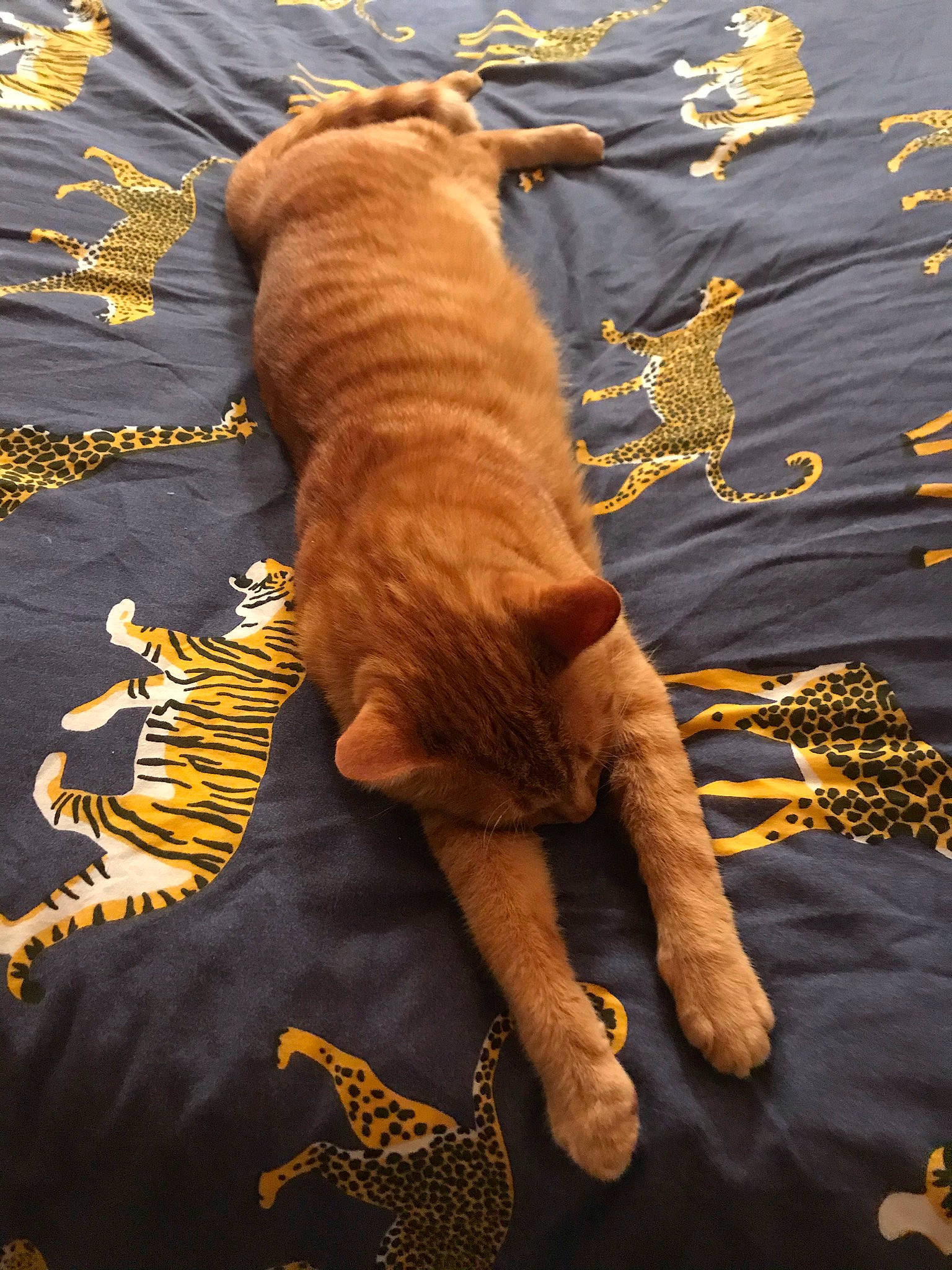 Loulou a rejoint le concours — aidez-le/la à gagner de superbes lots ! art, canidae, carnivore, comfort, companion_dog, dog, dog_breed, fawn, felidae, fur, human_leg, linens, pattern, paw, small_to_medium_sized_cats, sporting_group, tail, visual_arts, wood, working_animal