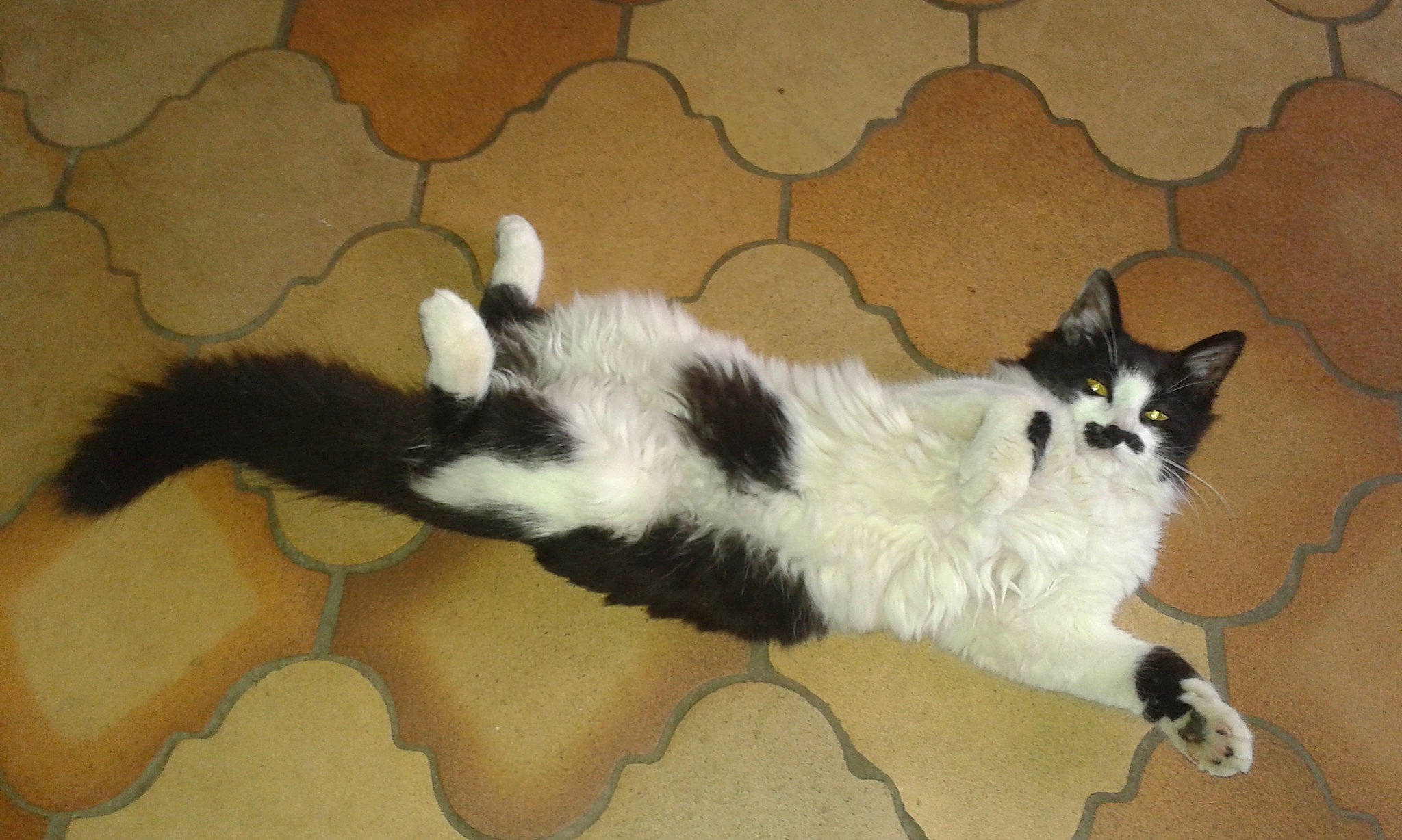 Miaouss participe au concours pour gagner de l'argent avec cette photo : carnivore, cat, claw, comfort, domestic_short_haired_cat, felidae, floor, flooring, foot, fur, hardwood, laminate_flooring, paw, small_to_medium_sized_cats, snout, tail, whiskers, wood, wood_flooring