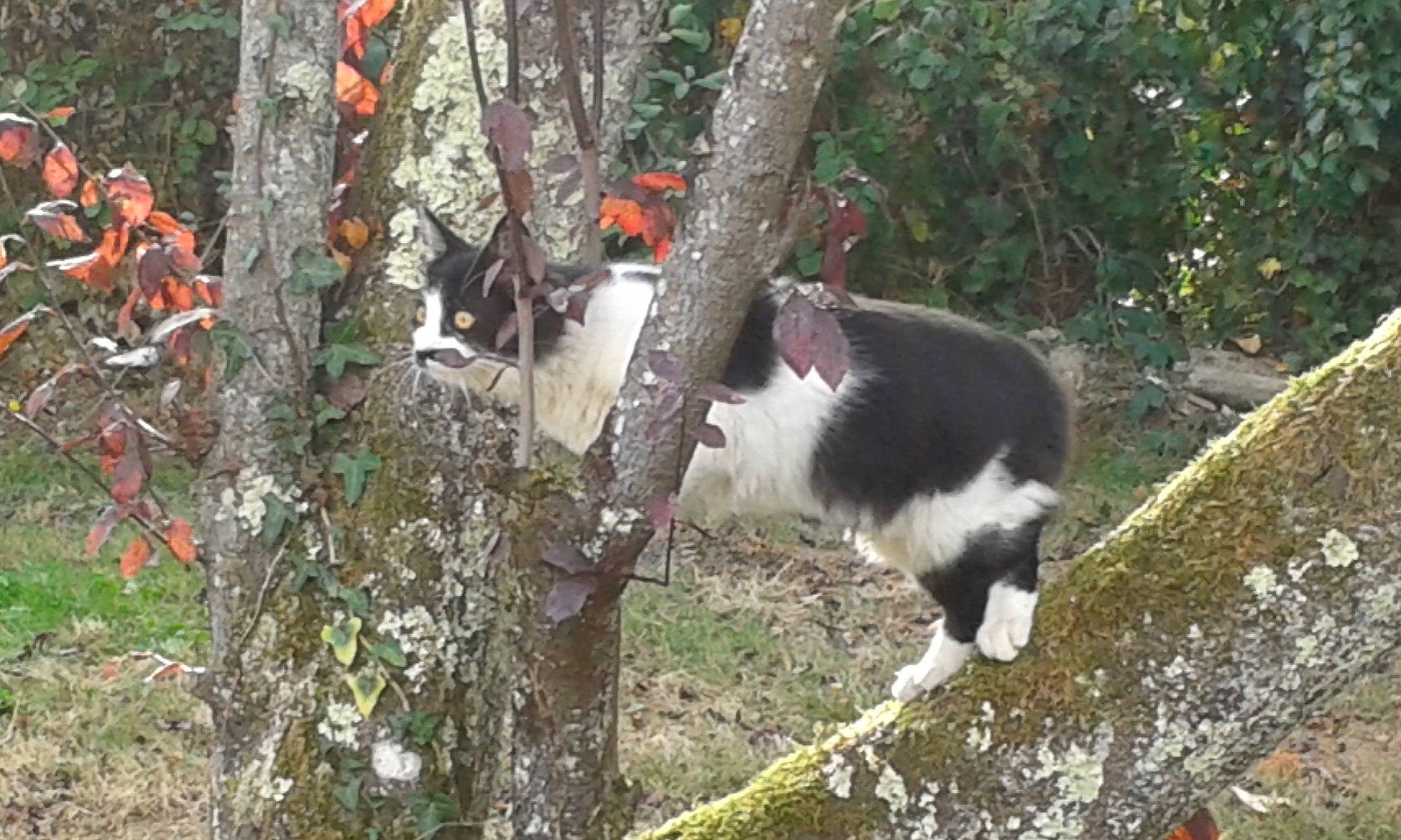 Miaouss participe au concours pour gagner de l'argent avec cette photo : canidae, carnivore, cat, dog_breed, domestic_short_haired_cat, felidae, forest, fur, grass, mammal, northern_hardwood_forest, plant, small_to_medium_sized_cats, sporting_group, tail, terrestrial_animal, tree, trunk, whiskers, wildlife