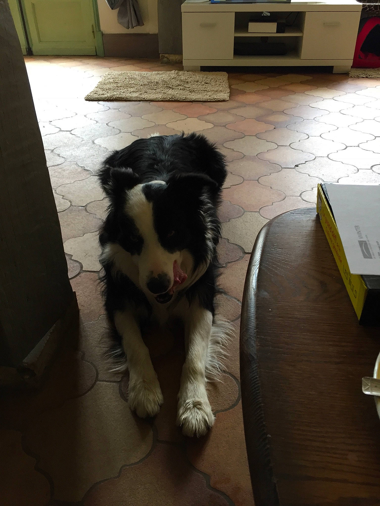 Michoko a rejoint le concours — aidez-le/la à gagner de superbes lots ! carnivore, companion_dog, dog, dog_breed, floor, flooring, foot, fur, hardwood, herding_dog, home_appliance, kitchen_appliance, landseer, microwave_oven, snout, sporting_group, tail, toy_dog, wood, working_animal