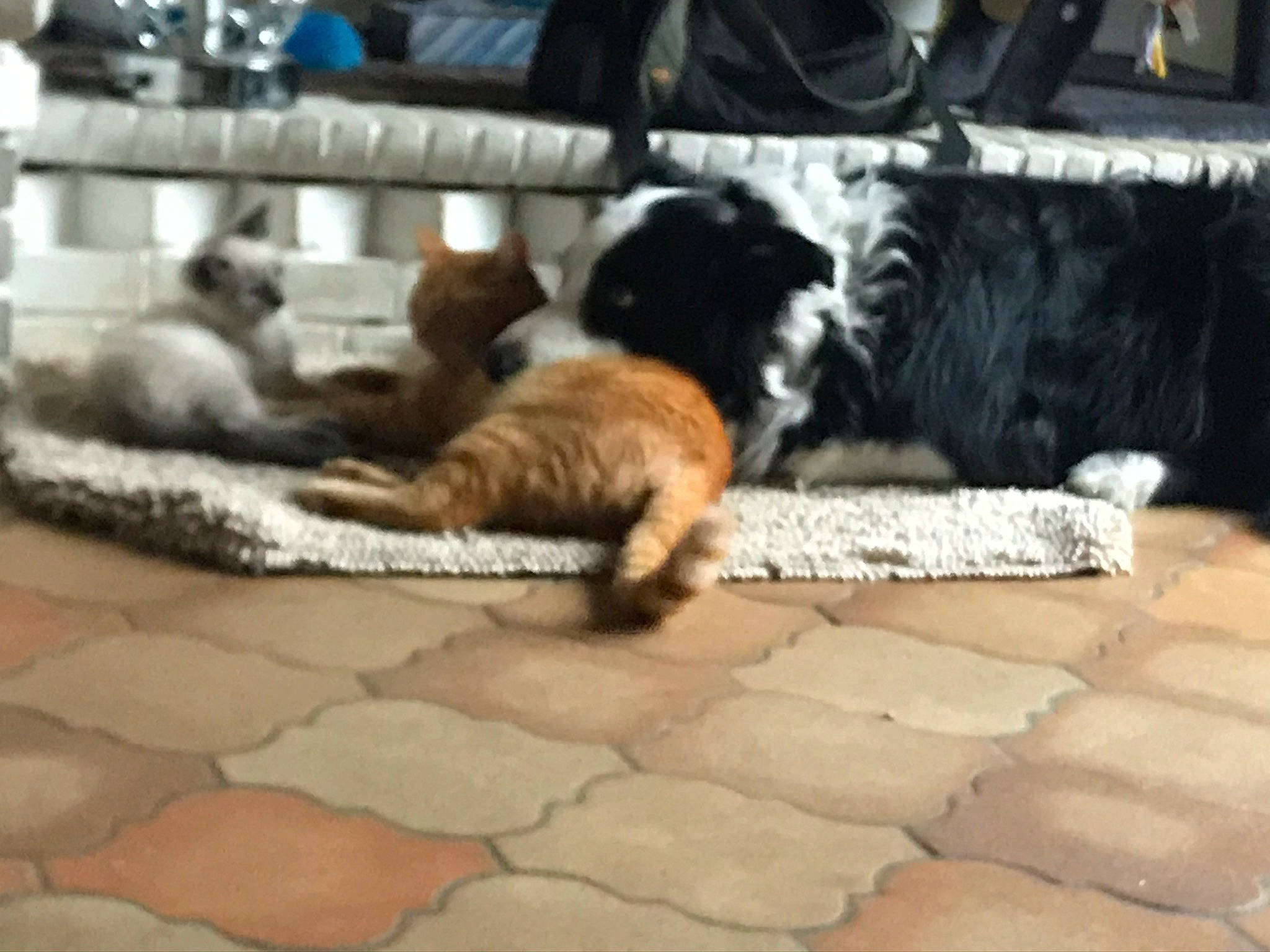 Michoko a rejoint le concours — aidez-le/la à gagner de superbes lots ! canidae, carnivore, cat, comfort, companion_dog, dog_breed, domestic_short_haired_cat, felidae, flagstone, flooring, fur, linens, mammal, nap, small_to_medium_sized_cats, sporting_group, tail, terrestrial_animal, vertebrate, whiskers