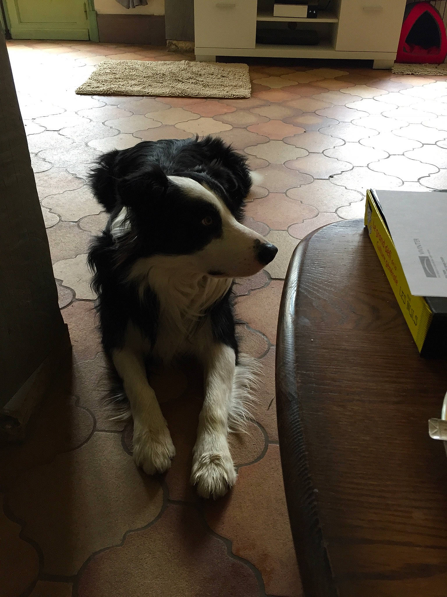 Michoko participe au concours pour gagner de l'argent avec cette photo : border_collie, cabinetry, canidae, carnivore, companion_dog, dog, dog_breed, floor, flooring, fur, hardwood, herding_dog, laminate_flooring, snout, sporting_group, tail, wood, wood_flooring, working_animal, working_dog