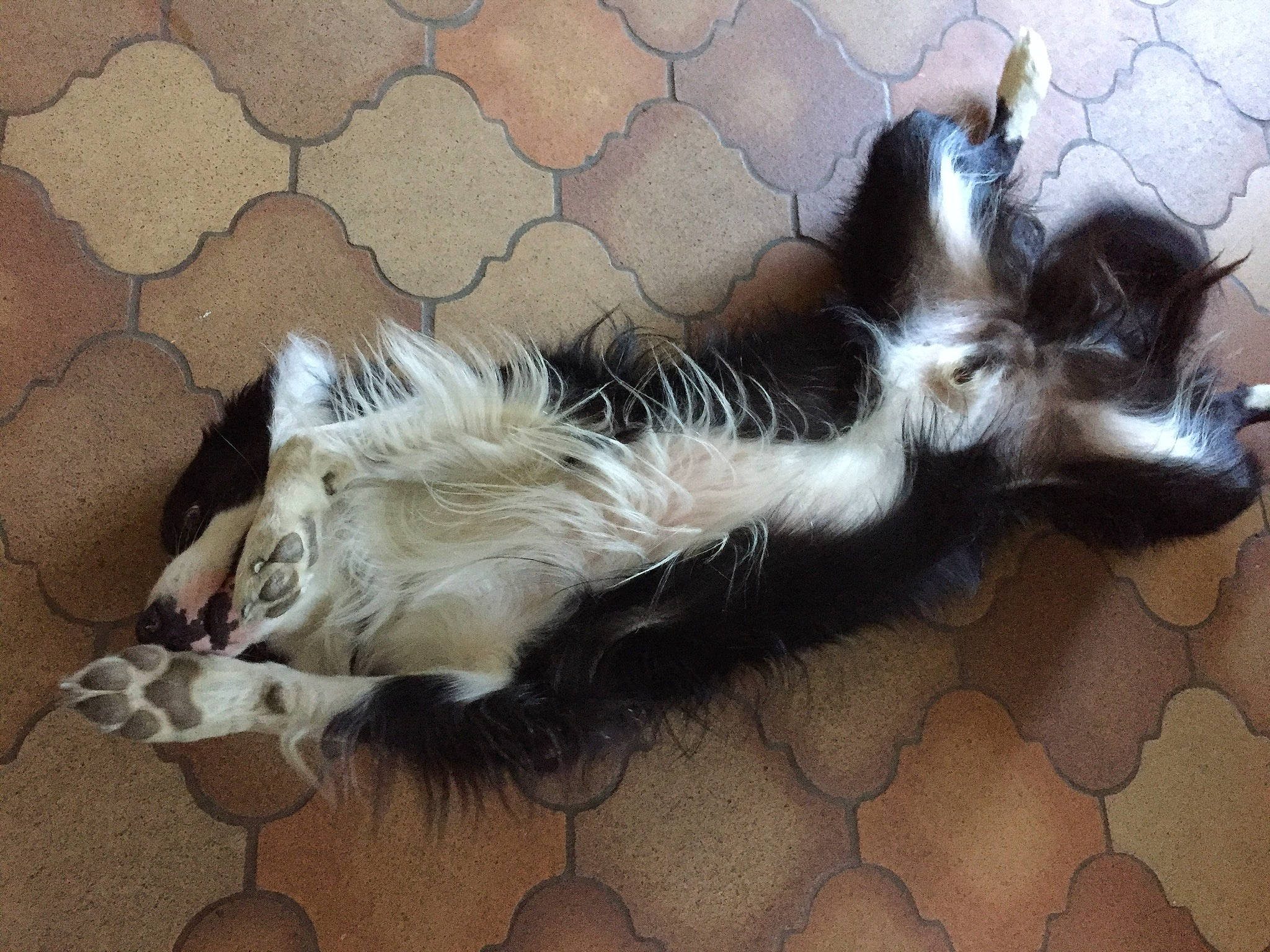 Michoko participe au concours pour gagner de l'argent avec cette photo : canidae, carnivore, claw, companion_dog, dog_breed, felidae, flooring, fur, grey, paw, small_to_medium_sized_cats, snout, sporting_group, tail, whiskers, wood