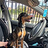 dog, car_interior, seat, steering_wheel, hand, window, sunlight, fence, building, collar, tongue, seatbelt, dashboard, can, door, side_mirror, shadow, pet, happy, sitting