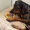 dog, bed, pet, animal, brown, black, chewing, treat, heart_shaped, collar, paw, fur, indoor, resting, canine, snout, nail, close_up, cute, relaxed